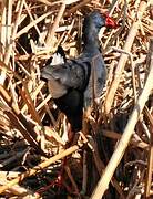 Western Swamphen