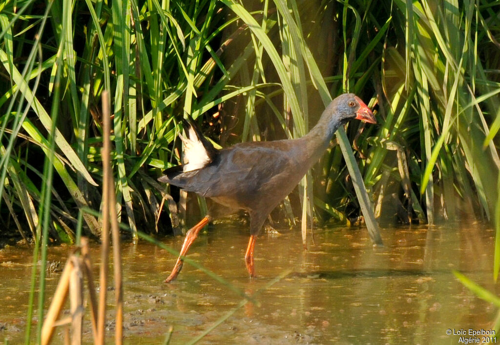 Western Swamphen