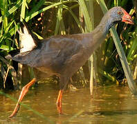 Western Swamphen