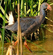 Western Swamphen