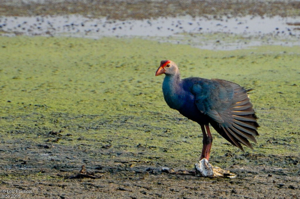 Western Swamphen