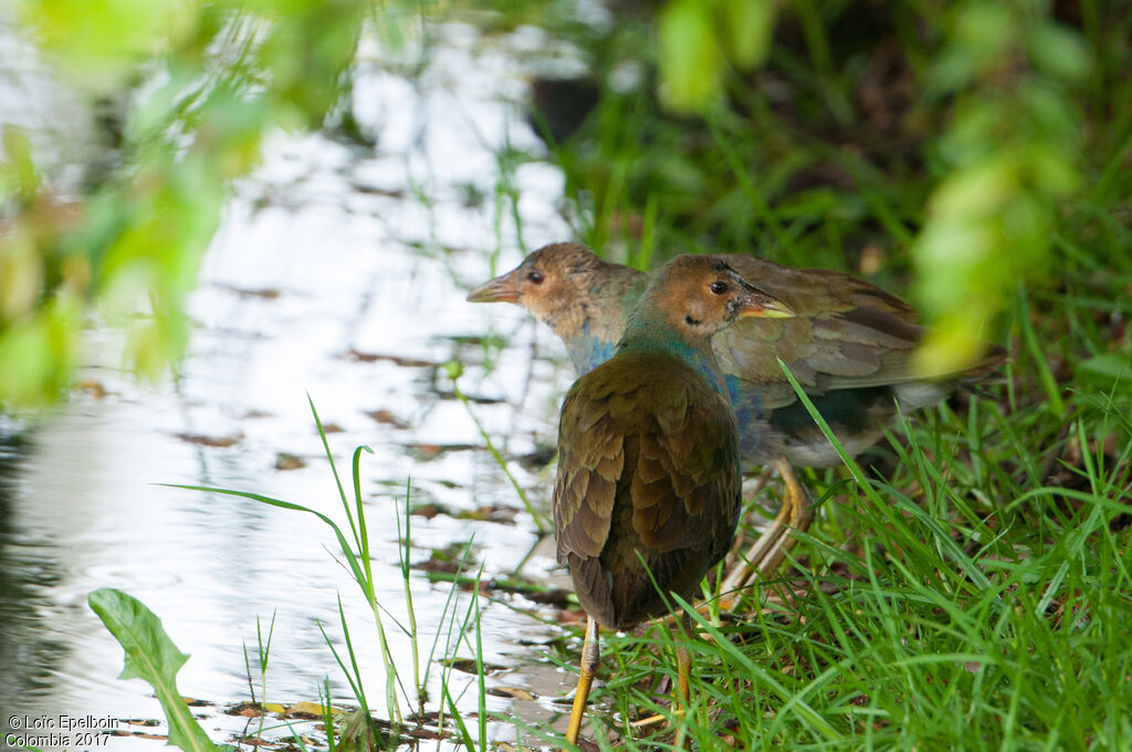 Purple Gallinulejuvenile