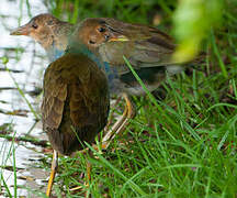 Purple Gallinule