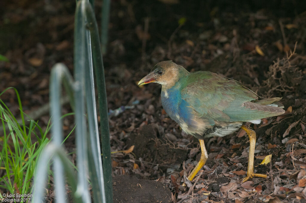 Talève violacéeimmature