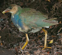 Purple Gallinule