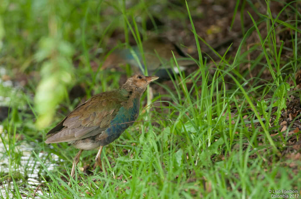 Purple Gallinule