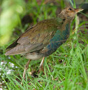 Purple Gallinule