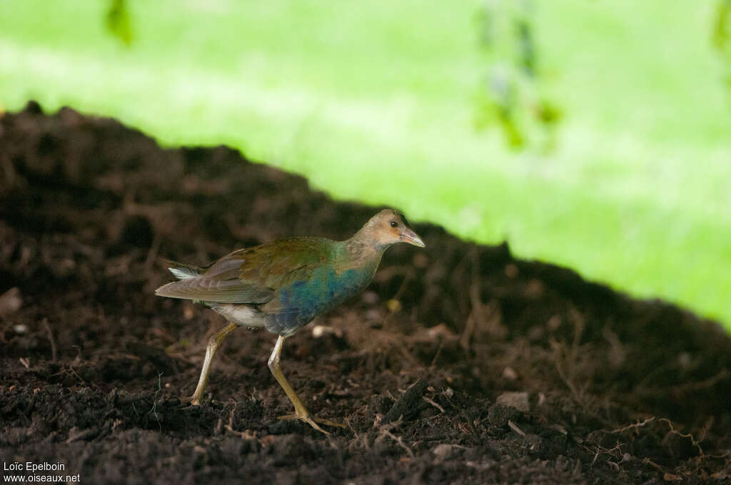 Talève violacéeimmature, identification