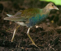 Purple Gallinule