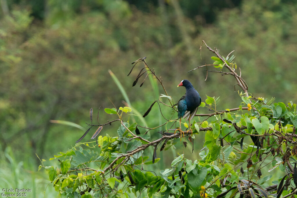 Purple Gallinule