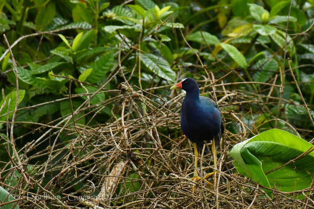 Purple Gallinule