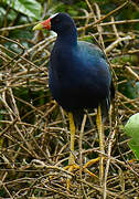 Purple Gallinule