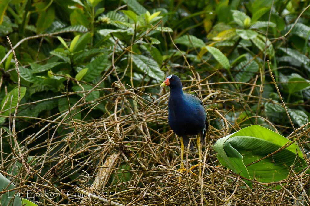 Purple Gallinule