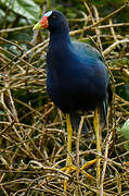 Purple Gallinule