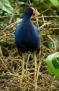 Purple Gallinule