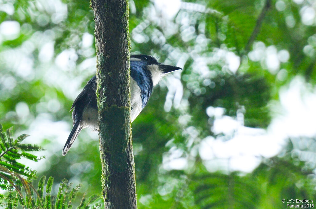 Black-breasted Puffbird