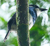 Black-breasted Puffbird