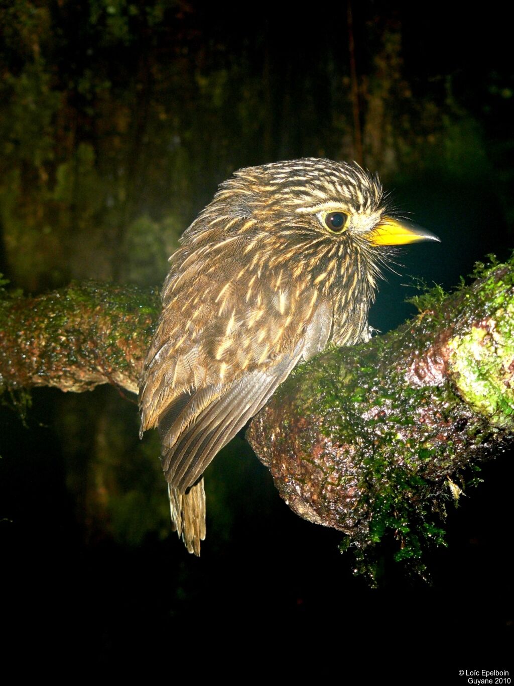 White-chested Puffbird, close-up portrait