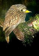 White-chested Puffbird