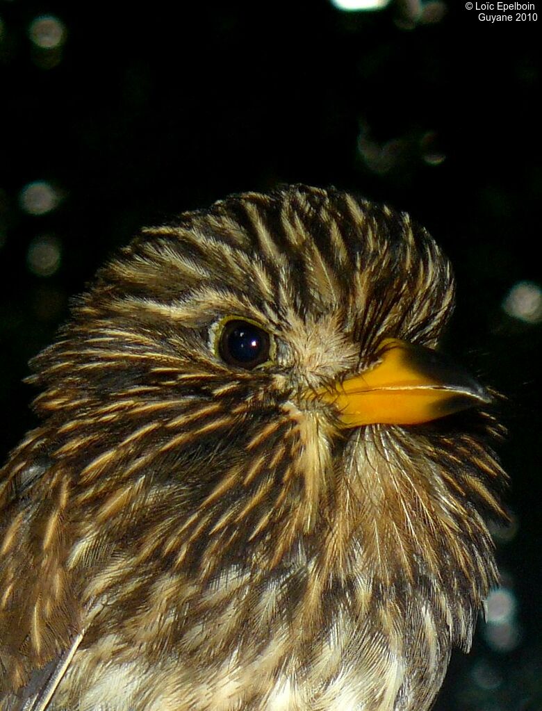 White-chested Puffbird