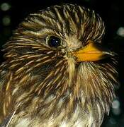 White-chested Puffbird