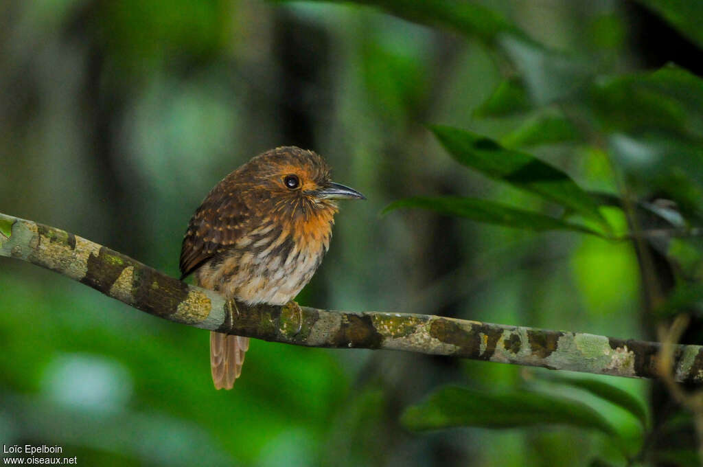 White-whiskered Puffbirdadult, identification