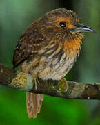 White-whiskered Puffbird