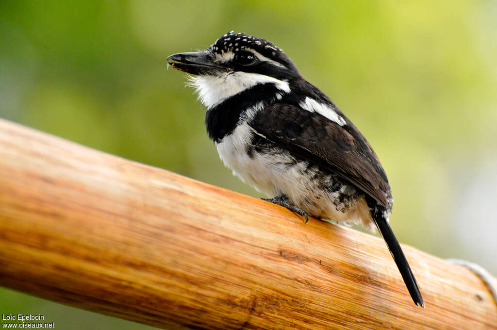 Pied Puffbirdadult, identification