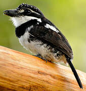 Pied Puffbird