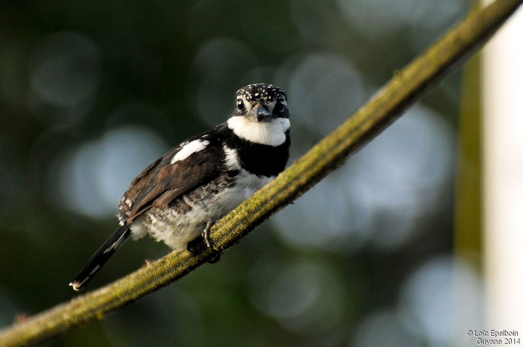 Pied Puffbird