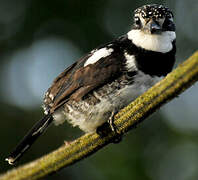 Pied Puffbird