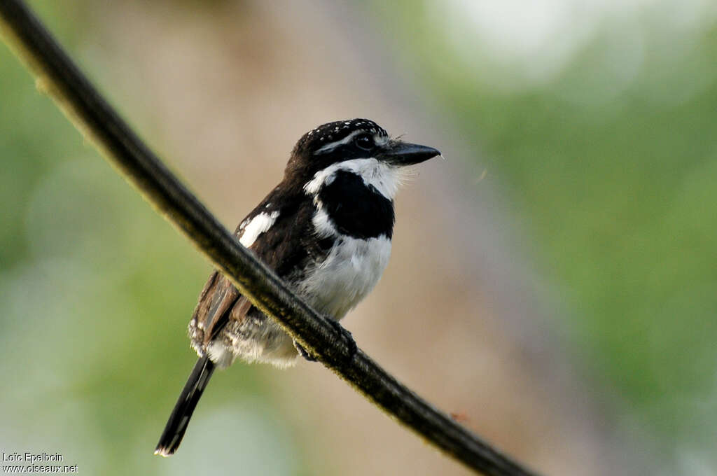 Pied Puffbirdadult, pigmentation