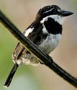 Pied Puffbird