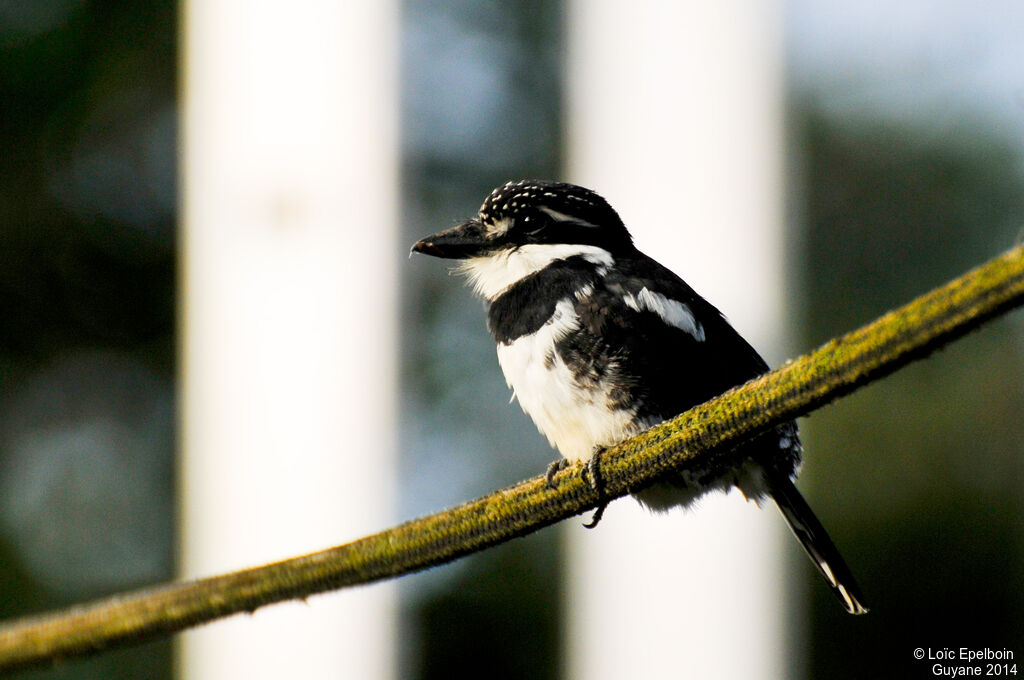 Pied Puffbird