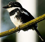 Pied Puffbird