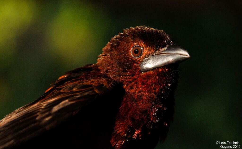 Silver-beaked Tanager