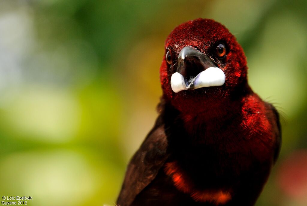 Silver-beaked Tanager