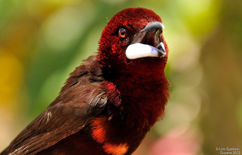 Silver-beaked Tanager