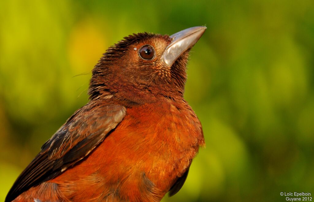 Silver-beaked Tanager