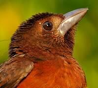 Silver-beaked Tanager