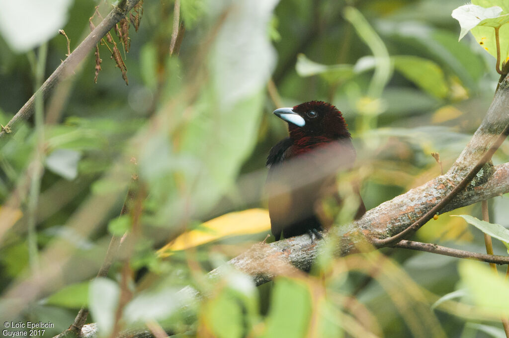 Silver-beaked Tanager