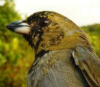 Black-faced Tanager