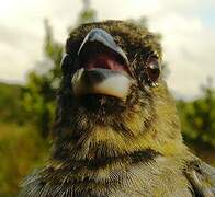 Black-faced Tanager