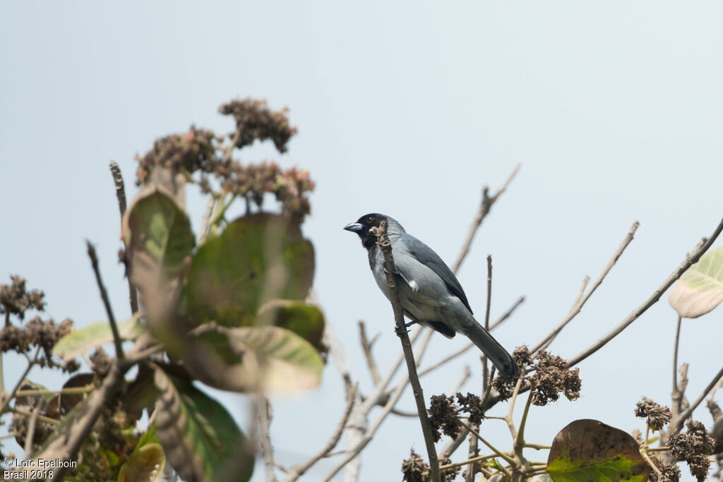 Black-faced Tanager