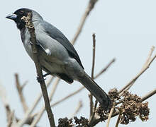 Black-faced Tanager