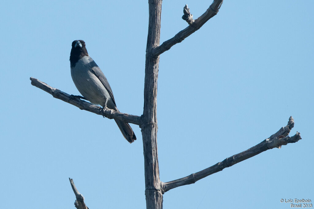 Black-faced Tanager