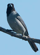 Black-faced Tanager