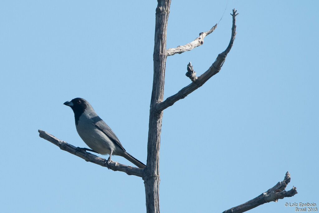 Black-faced Tanager