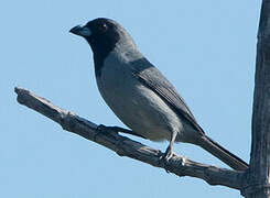 Black-faced Tanager