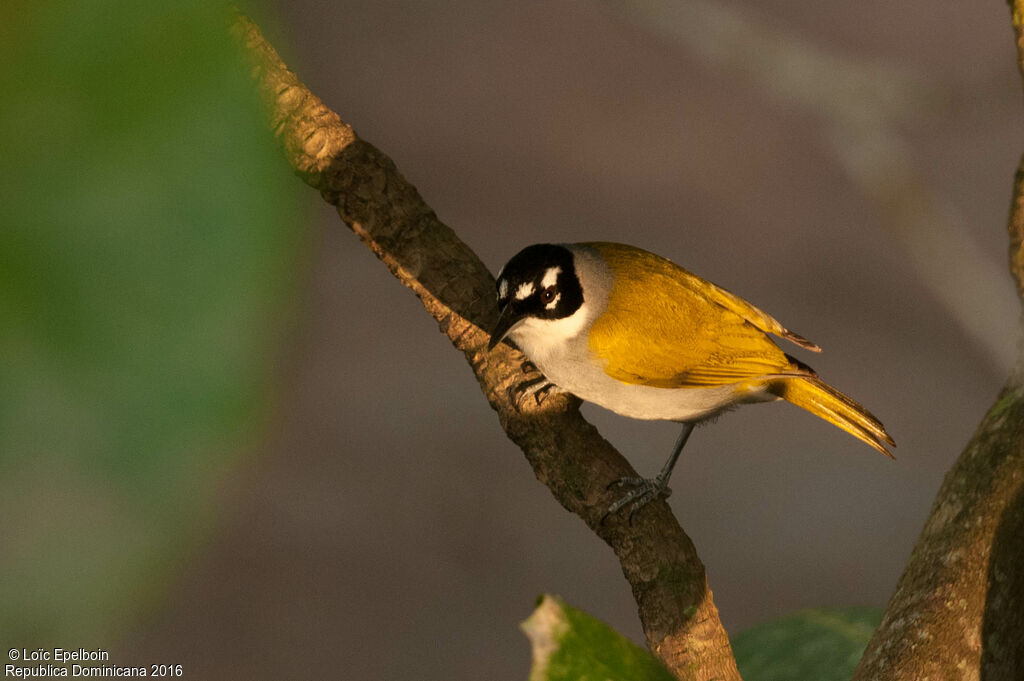 Black-crowned Tanager